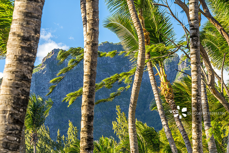 毛里求斯莫纳山印度洋热带棕榈树图片素材