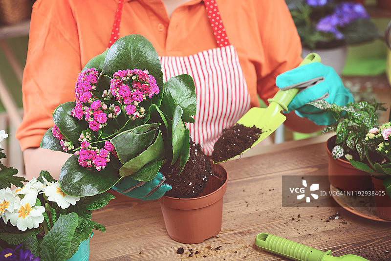 女人的手在盆栽一些植物图片素材