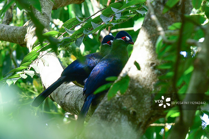 哈特劳伯氏蕉鹃夫妇图片素材