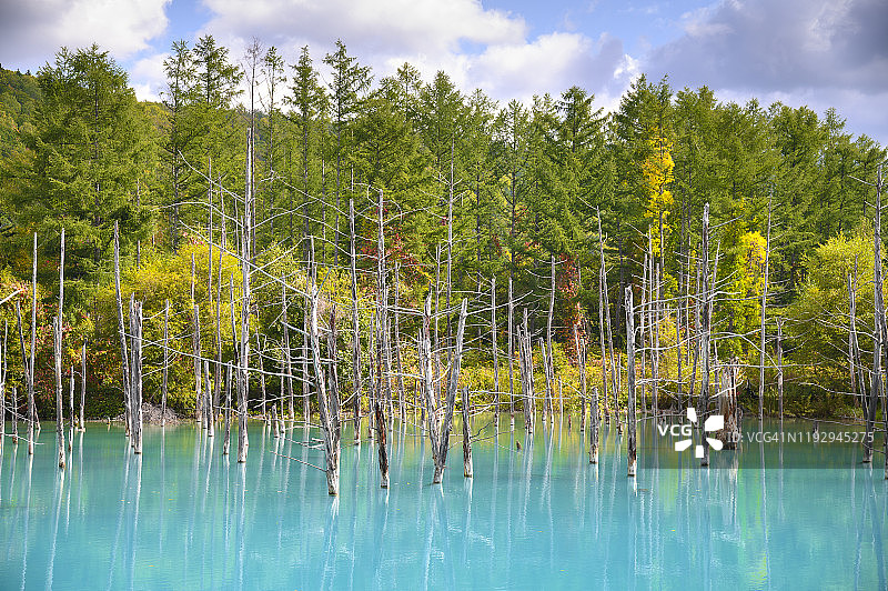 日本北海道美瑛町的白金青池美景图片素材