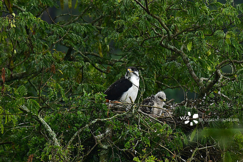 巢中的非洲鵟鹰一家图片素材