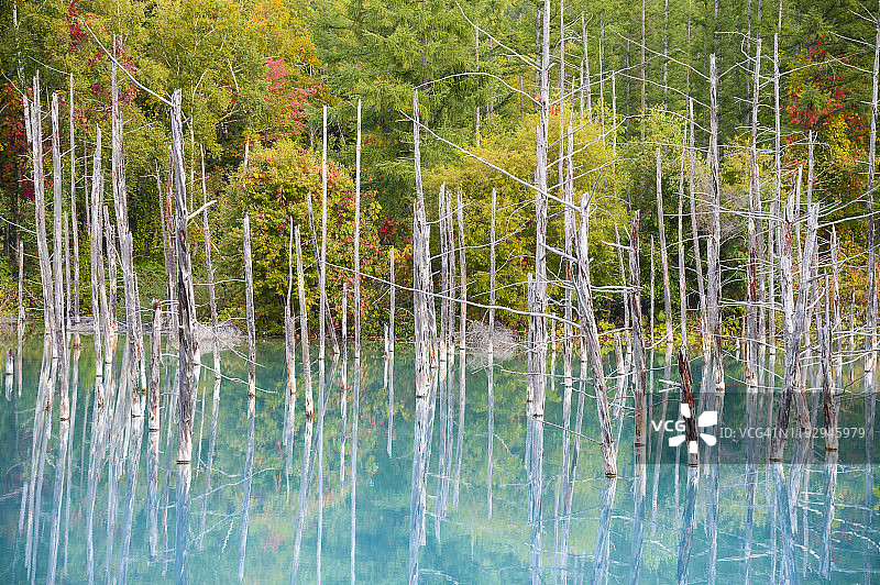 日本北海道美瑛町的白金青池美景图片素材