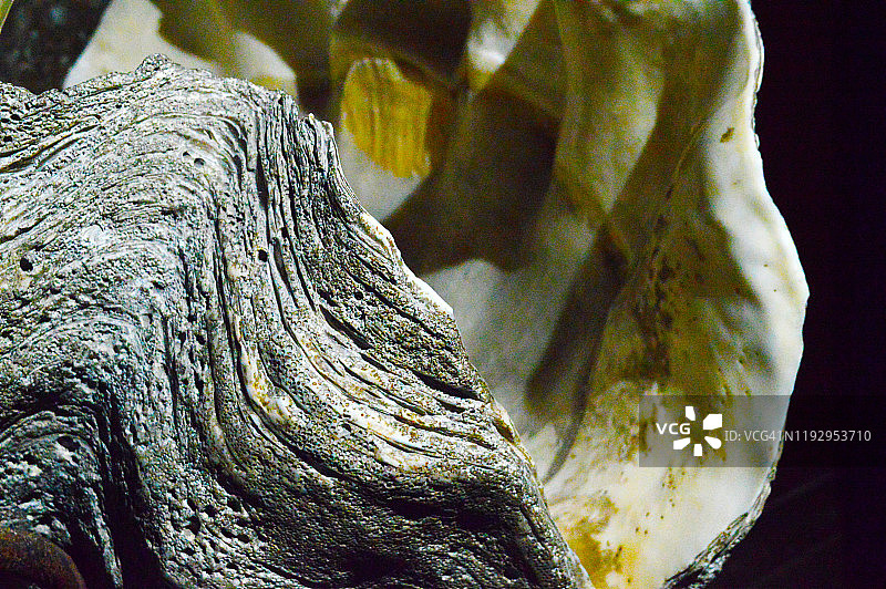 贝壳特写图片素材