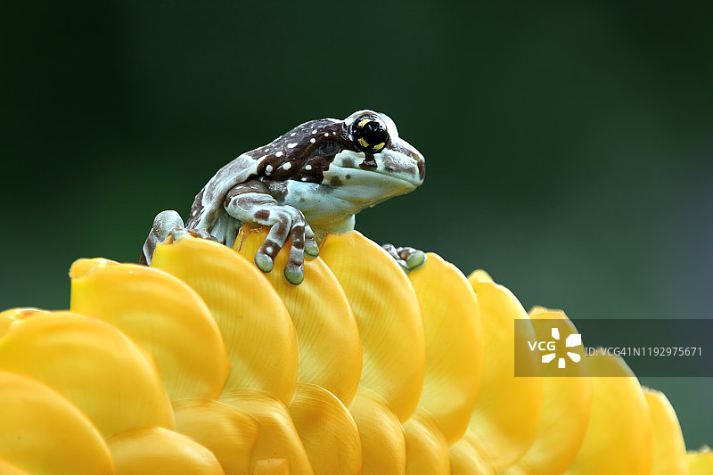 亚马逊牛奶蛙与黄色花朵，印度尼西亚图片素材