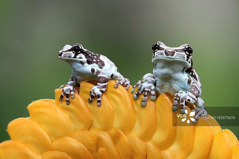 印度尼西亚，黄色花朵上的两只亚马逊牛奶蛙图片素材