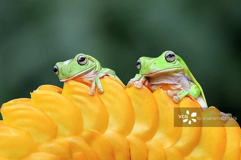 黄色花蕾上的两只白氏树蛙图片素材