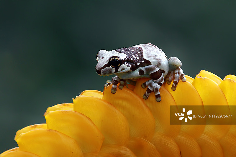 亚马逊牛奶蛙与黄色花朵，印度尼西亚图片素材