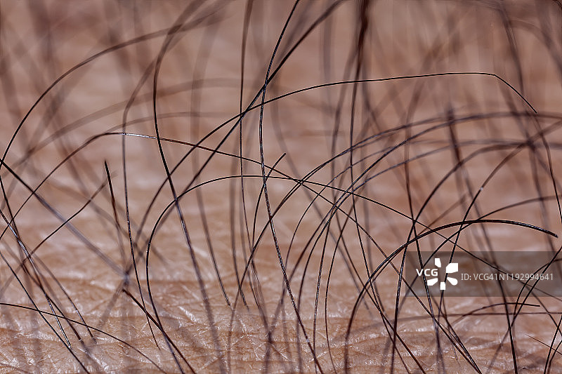 人体毛发图片素材