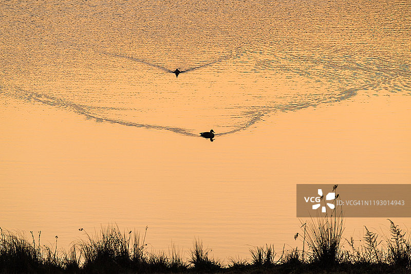 湿地中的水鸟图片素材
