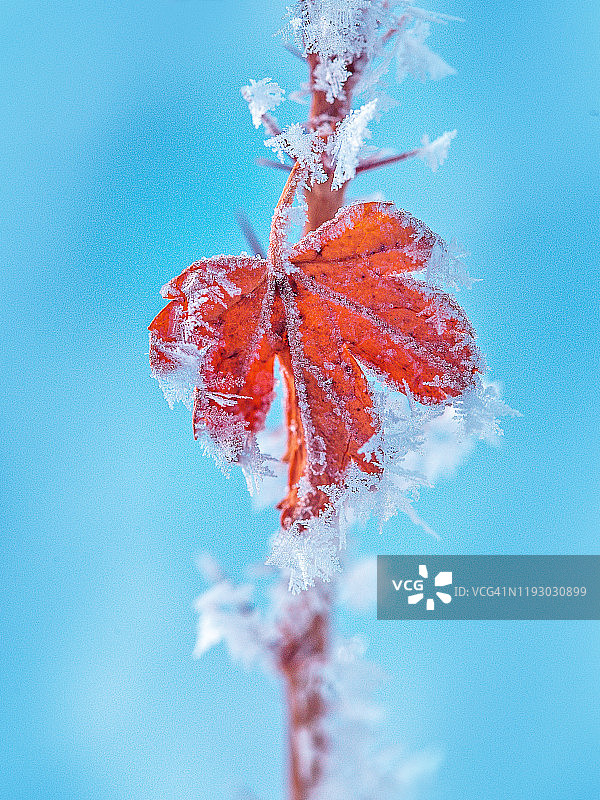 冬季蓝色背景下的霜叶醋栗图片素材