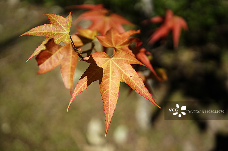 白色背景下日本枫树绿色树叶的微距摄影特写图片素材