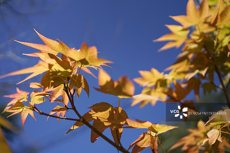 白色背景下日本枫树绿色树叶的微距摄影特写图片素材