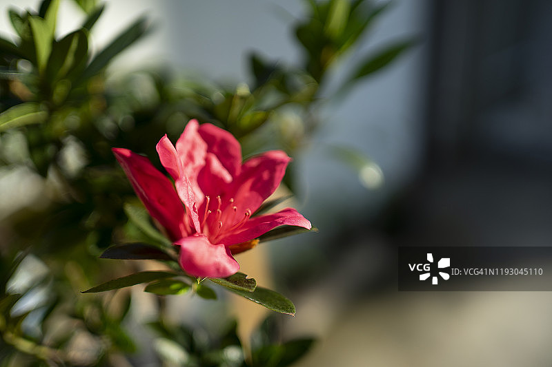 盛开的杜鹃花特写，绿色散景背景图片素材