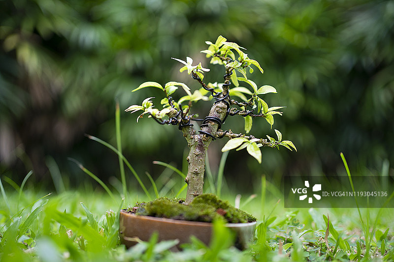 白色背景下日本枫树绿色树叶的微距摄影特写图片素材
