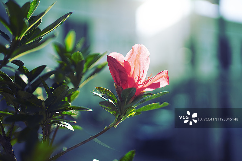 盛开的杜鹃花特写，绿色散景背景图片素材