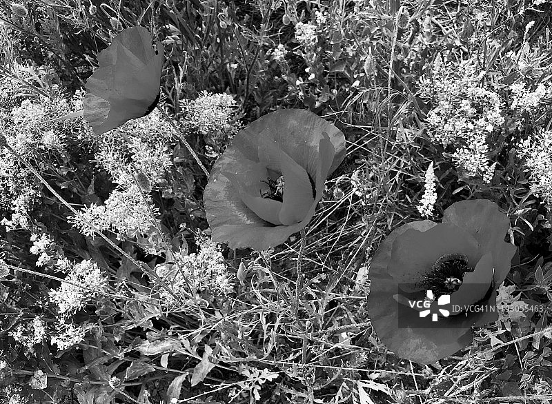 黑白罂粟花图片素材