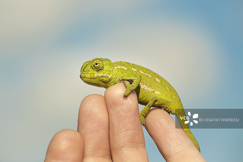 变色龙在手上的特写图片素材