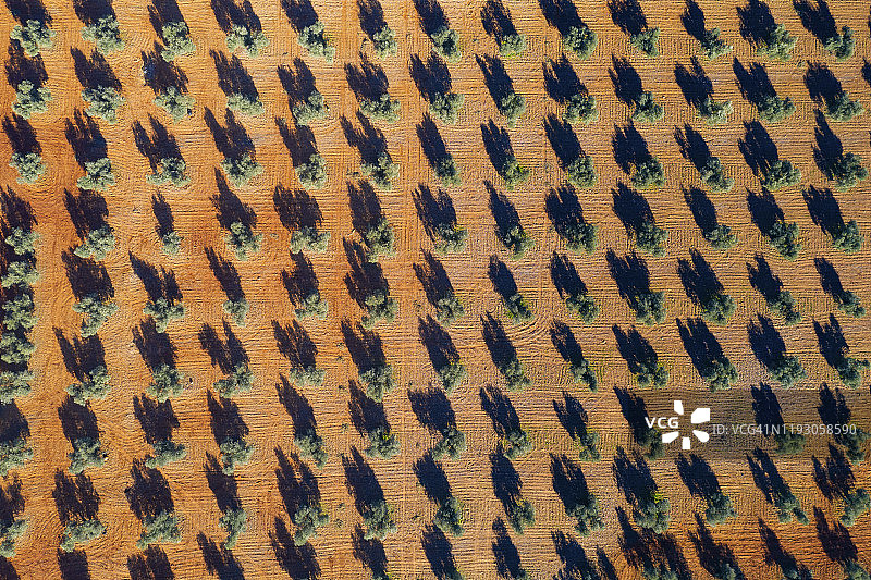 西班牙雷阿尔城省拉皮塞港：田野中生长的成排橄榄树图片素材