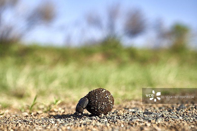 蜣螂滚动食物，克鲁格国家公园，莱索托图片素材