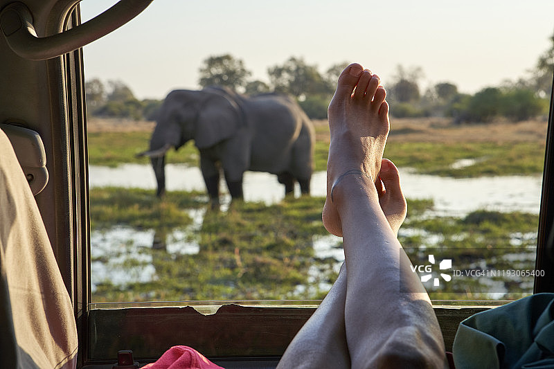 在博茨瓦纳克怀，脚伸出车窗外看大象站在水中的女人图片素材