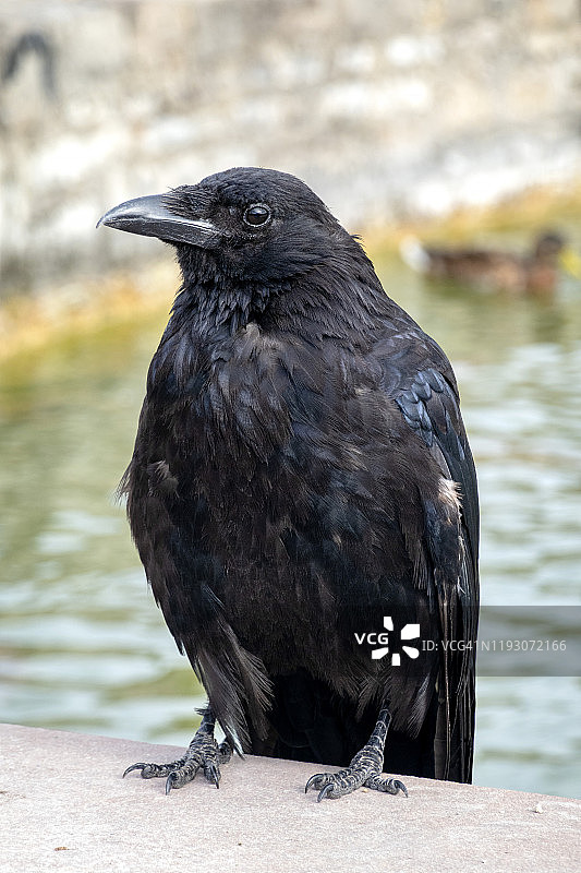 德国维茨赫希姆花园：水边墙上的乌鸦图片素材