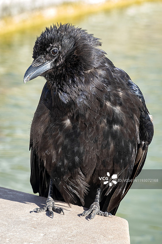 德国维茨赫希姆花园：水边墙上的乌鸦图片素材