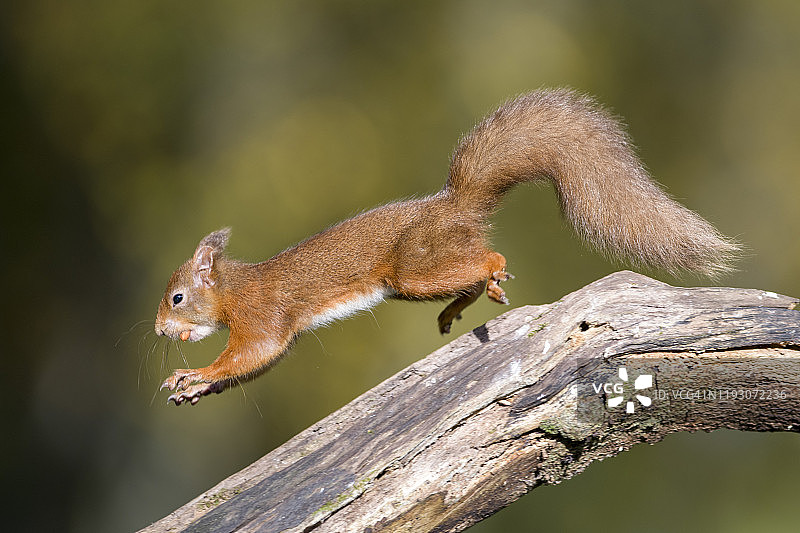 跳跃的红松鼠嘴里叼着坚果图片素材