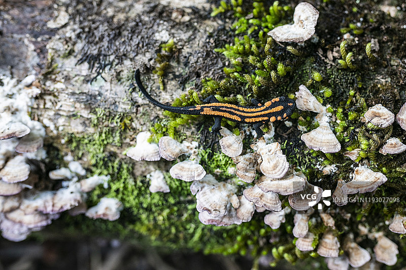 老挝蝾螈宝宝图片素材