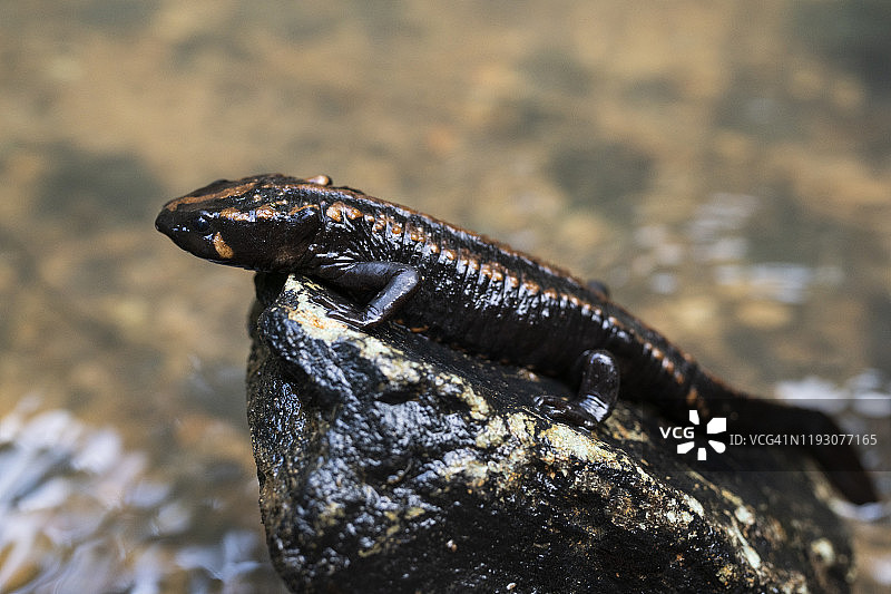 老挝火蜥蜴图片素材