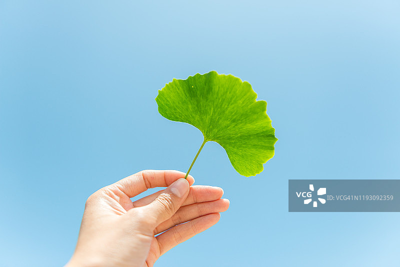 银杏叶图片素材