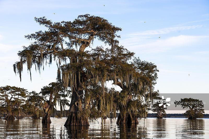 阿查法拉亚盆地的落羽杉和松萝（美国路易斯安那州）图片素材