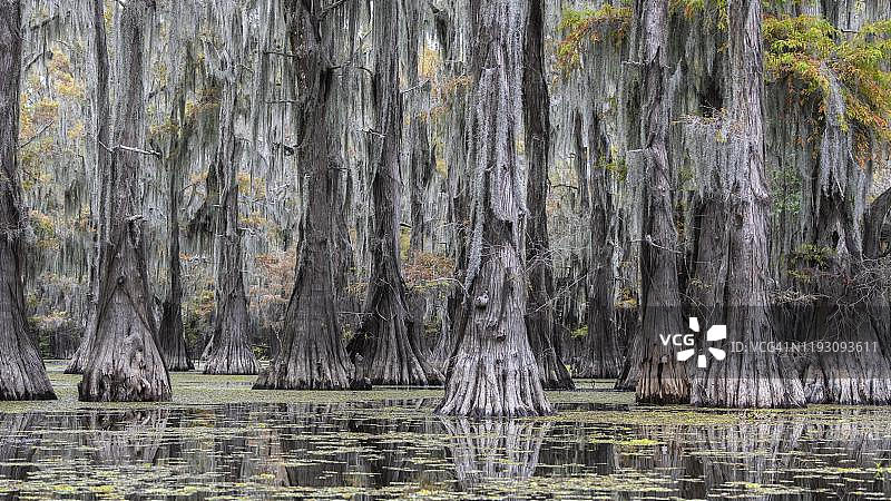阿查法拉亚盆地的秋季落羽杉图片素材