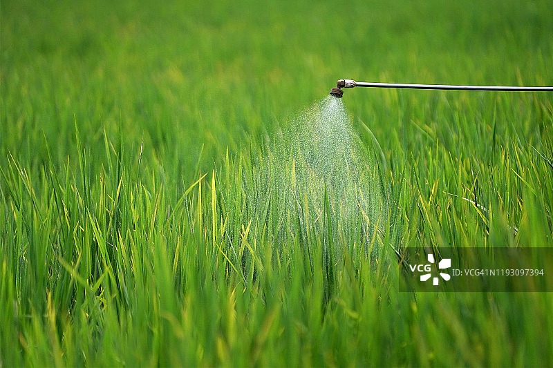 稻田里喷洒的杀菌剂图片素材
