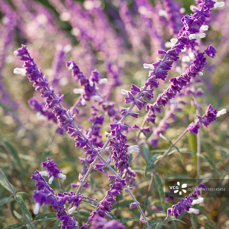 薰衣草花图片素材