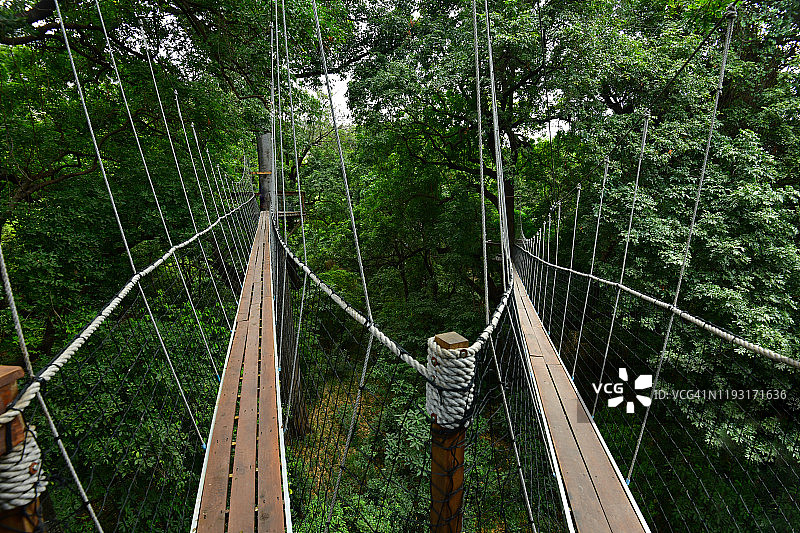 热带森林树顶走道图片素材