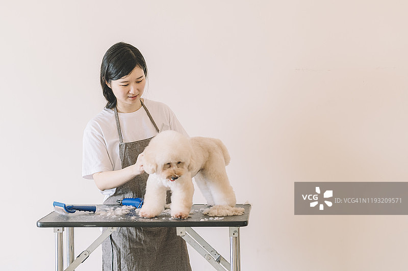 中国宠物美容师用电动剃须刀为玩具贵宾犬美容图片素材