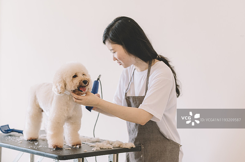 中国宠物美容师用电动剃须刀为玩具贵宾犬美容图片素材