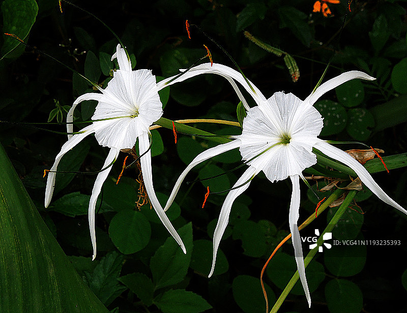 蜘蛛百合图片素材