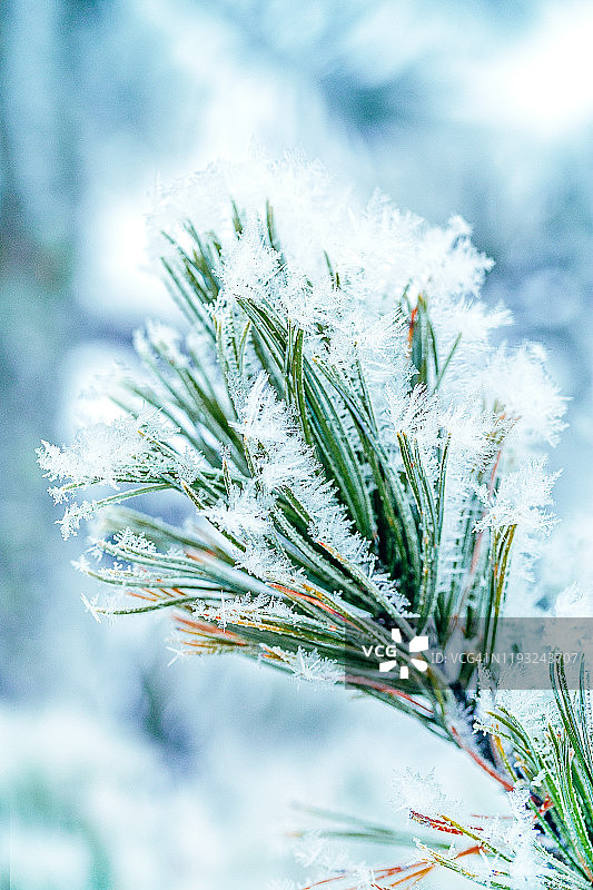 雪覆盖霜冰特写松枝在冬天。圣诞贺卡图片素材