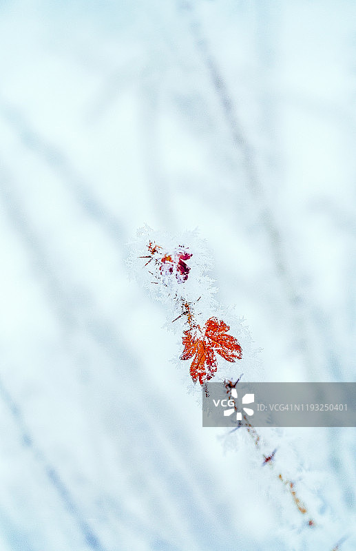 冬季白色灌木背景下的冰霜醋栗叶图片素材