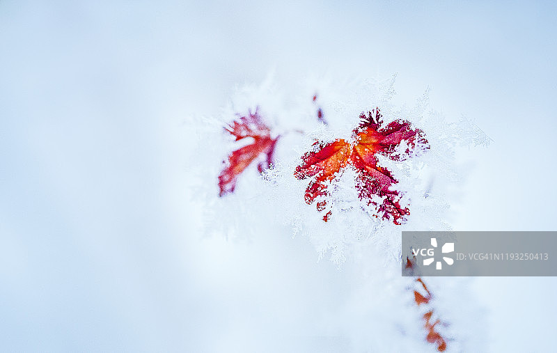 冬季蓝色背景下的霜叶醋栗图片素材