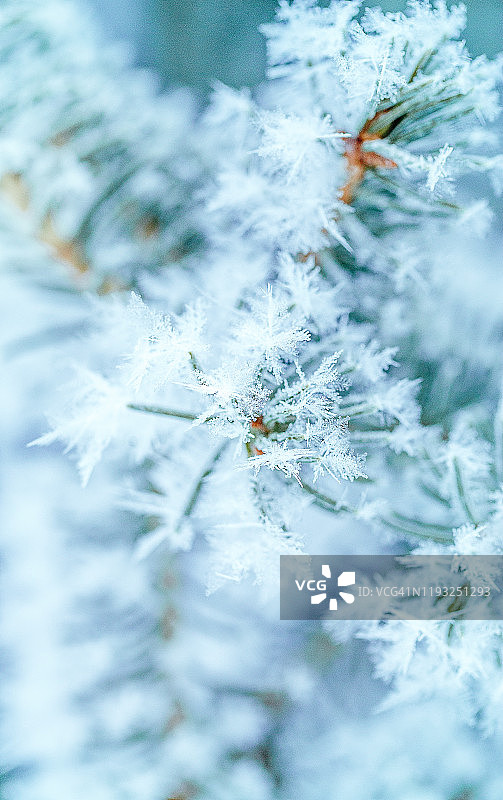冬季松枝冰霜特写. 圣诞卡.图片素材