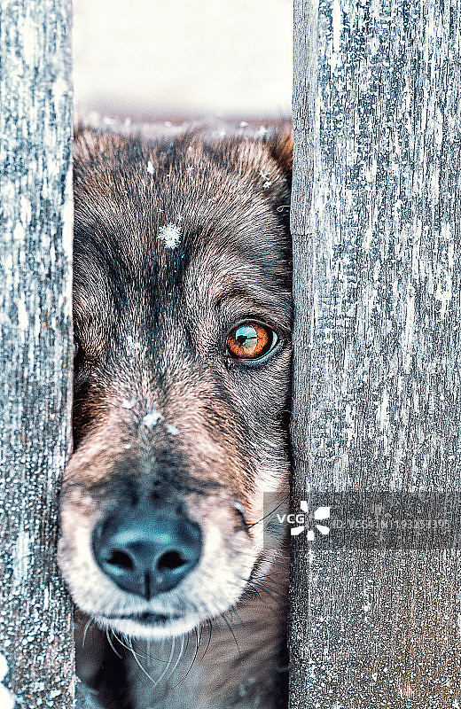 看守犬隔着木栅栏向外看图片素材