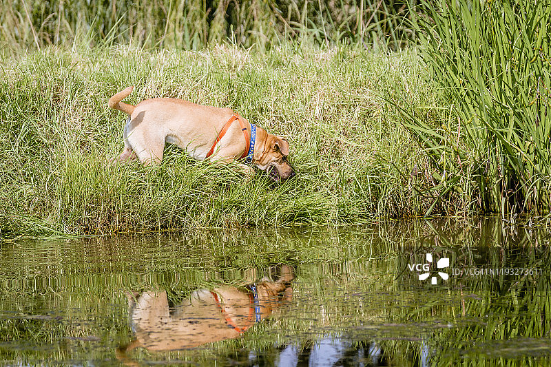 四处嗅探图片素材