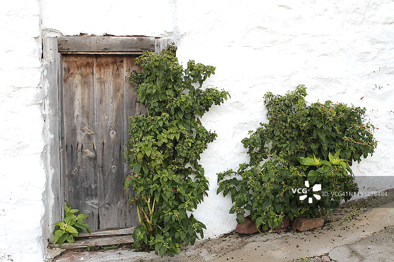 带攀援植物的老房子外墙图片素材