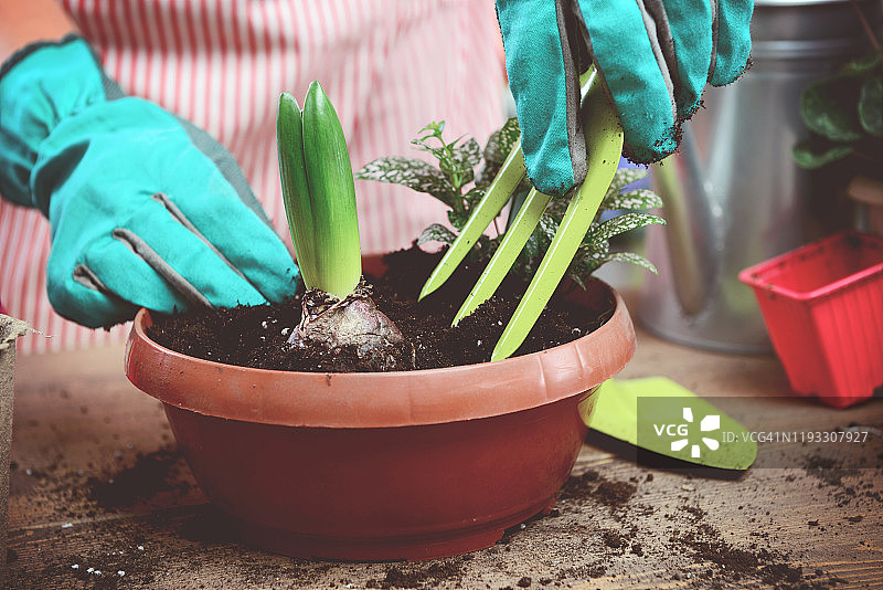 女人的手在盆栽一些植物图片素材
