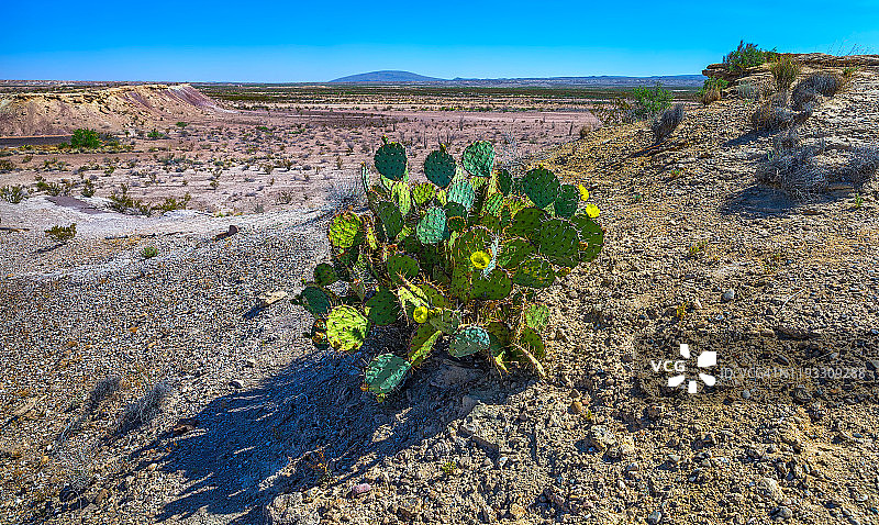 奇瓦瓦沙漠中的仙人掌图片素材