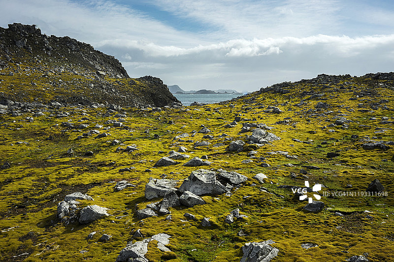 南极洲的苔藓和岩石。图片素材