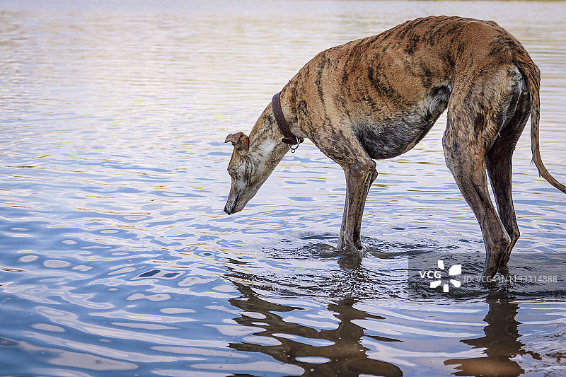 球去哪儿了？图片素材