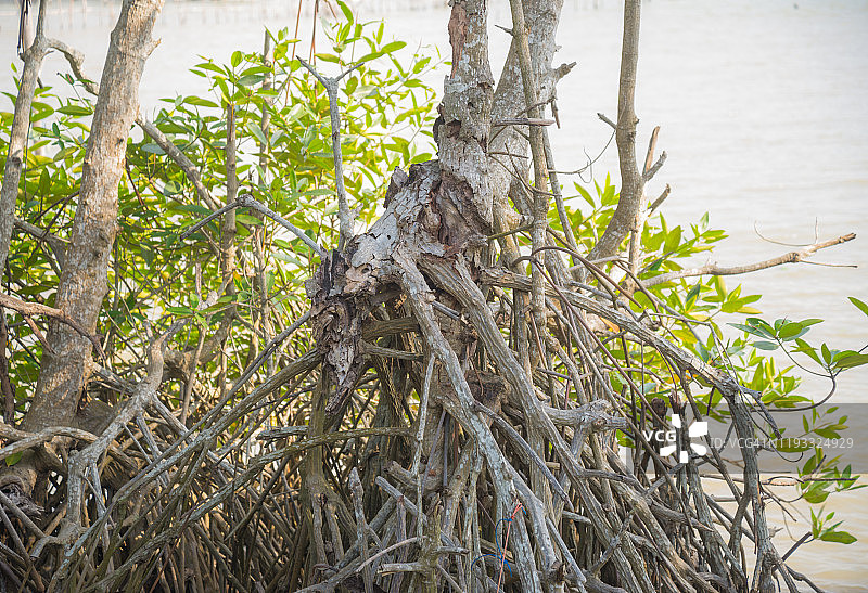 河口红树林及气生根图片素材